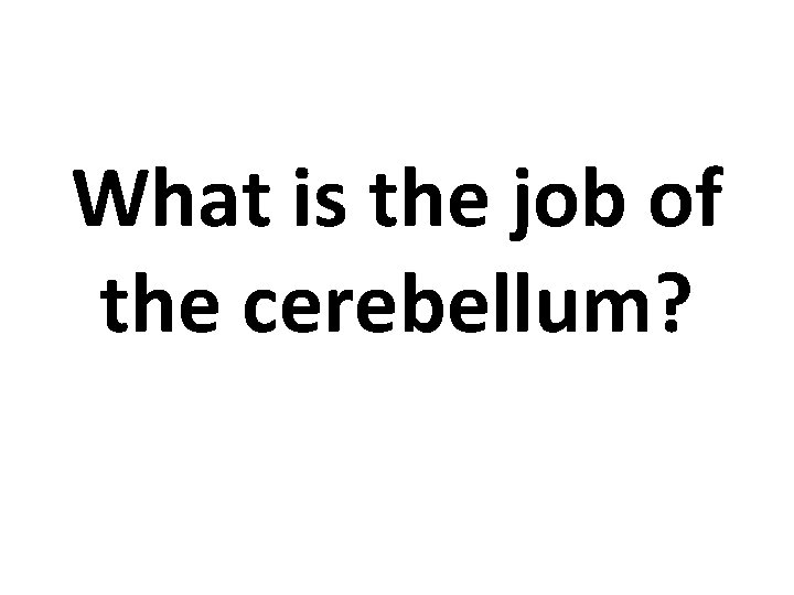 What is the job of the cerebellum? 