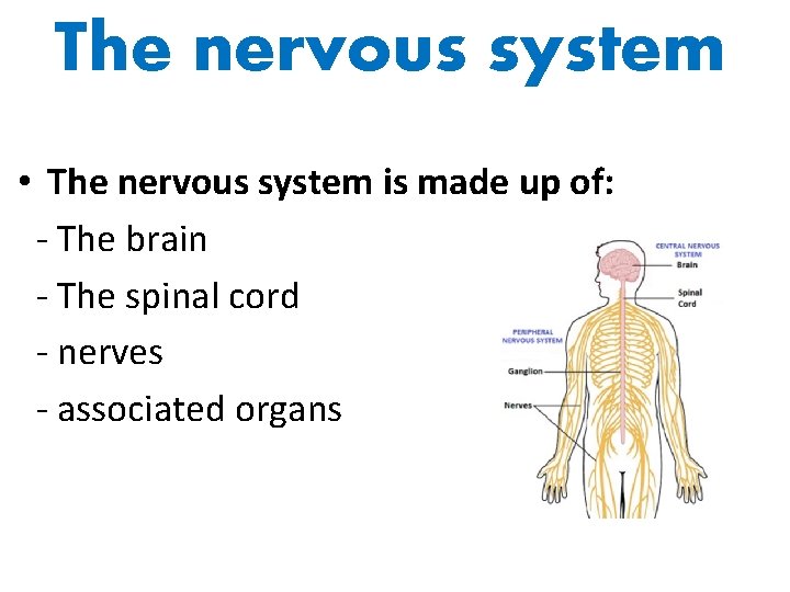 The nervous system • The nervous system is made up of: - The brain