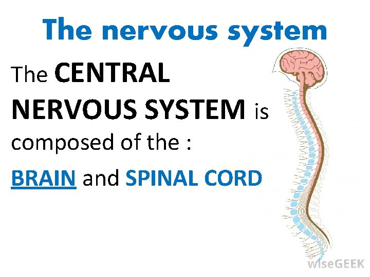 The nervous system The CENTRAL NERVOUS SYSTEM is composed of the : BRAIN and