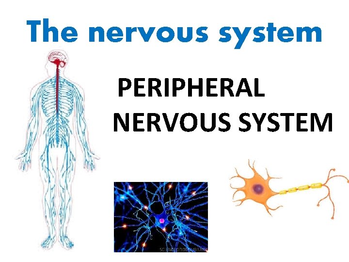 The nervous system PERIPHERAL NERVOUS SYSTEM 