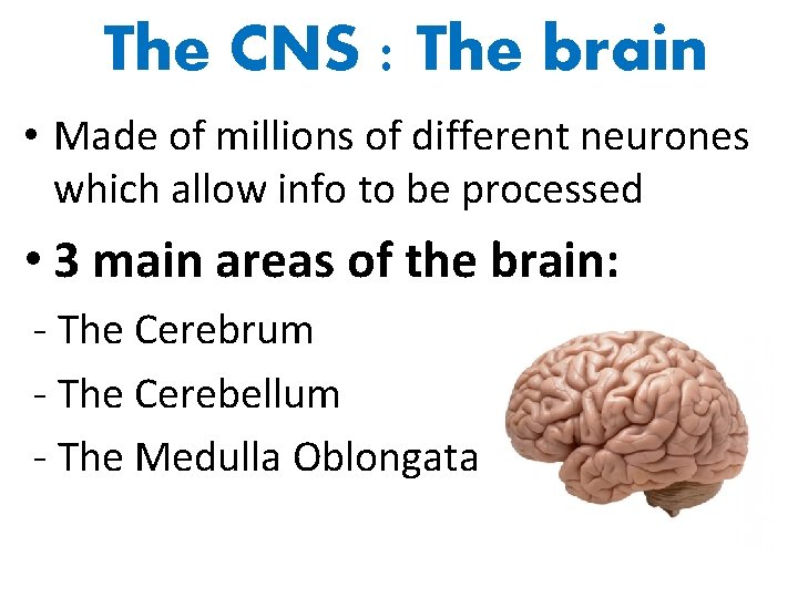 The CNS : The brain • Made of millions of different neurones which allow