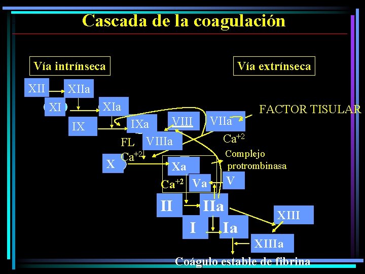Cascada de la coagulación Vía intrínseca XII Vía extrínseca XIIa XI IX FACTOR TISULAR Cascada de la coagulación Vía intrínseca XII Vía extrínseca XIIa XI IX FACTOR TISULAR