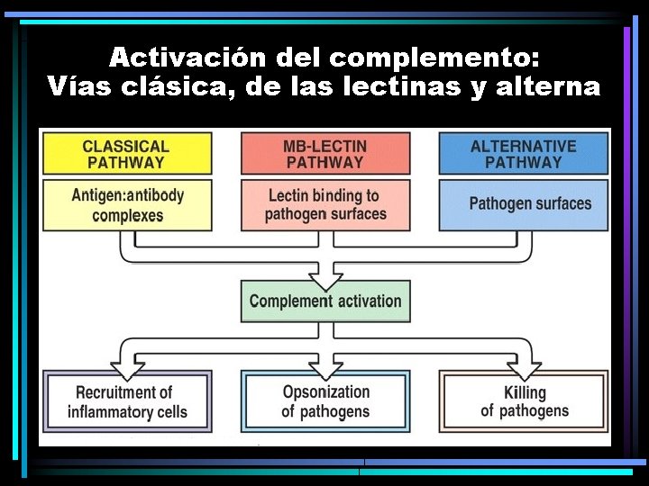 Activación del complemento: Vías clásica, de las lectinas y alterna Activación del complemento: Vías clásica, de las lectinas y alterna