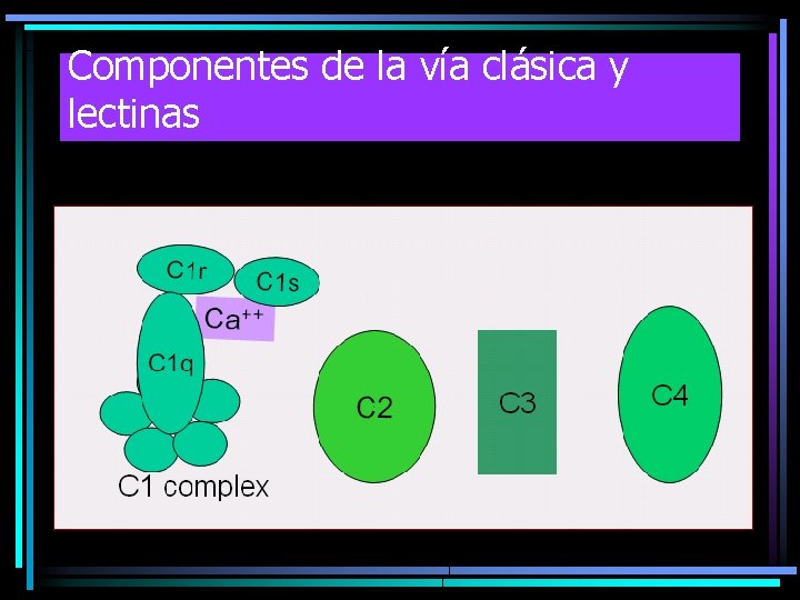 Componentes de la vía clásica y lectinas Componentes de la vía clásica y lectinas