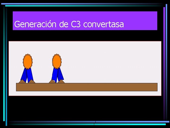 Generación de C 3 convertasa Generación de C 3 convertasa