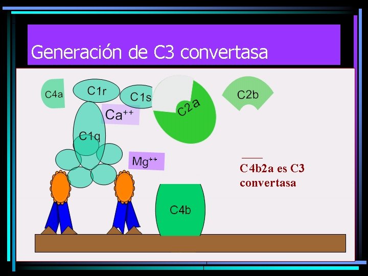 Generación de C 3 convertasa C 4 b 2 a es C 3 convertasa Generación de C 3 convertasa C 4 b 2 a es C 3 convertasa