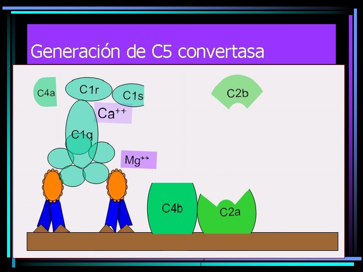 Generación de C 5 convertasa Generación de C 5 convertasa