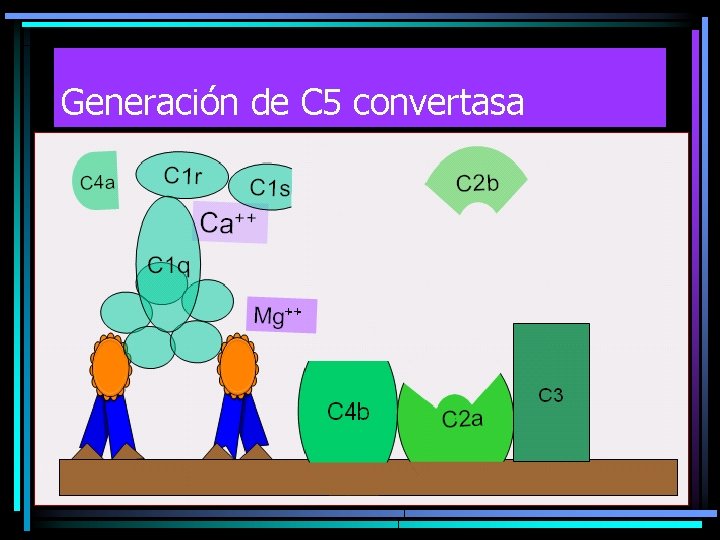 Generación de C 5 convertasa Generación de C 5 convertasa
