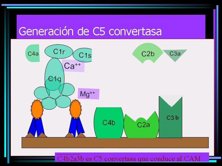 Generación de C 5 convertasa C 4 b 2 a 3 b es C Generación de C 5 convertasa C 4 b 2 a 3 b es C