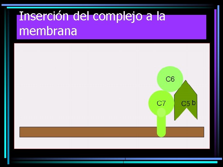 Inserción del complejo a la membrana Inserción del complejo a la membrana