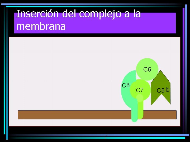 Inserción del complejo a la membrana Inserción del complejo a la membrana