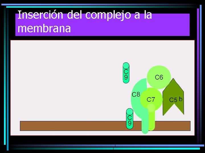 Inserción del complejo a la membrana Inserción del complejo a la membrana