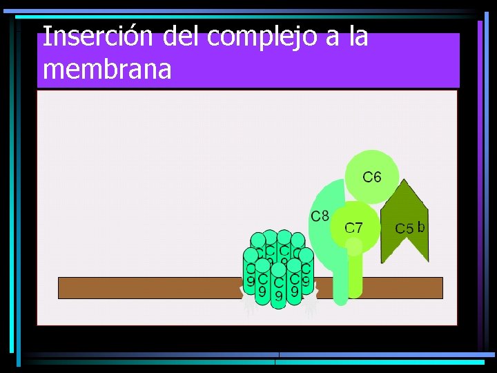 Inserción del complejo a la membrana Inserción del complejo a la membrana