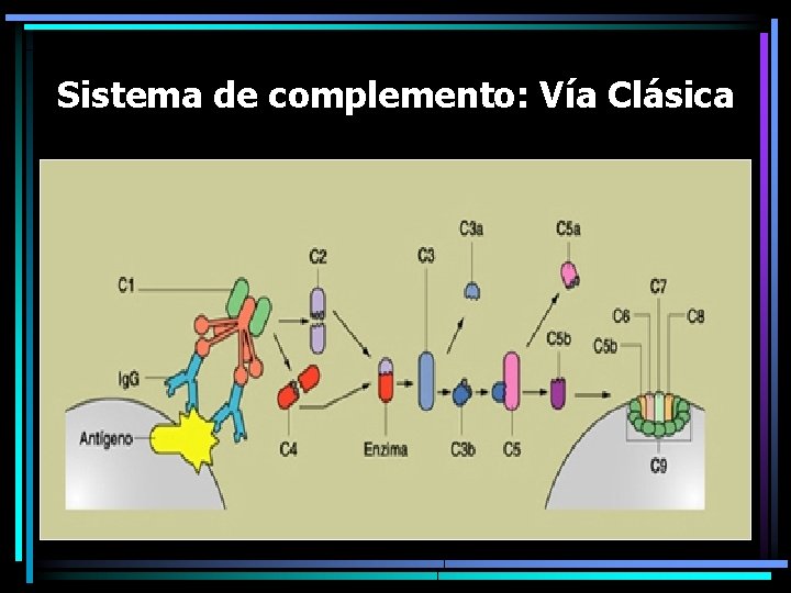 Sistema de complemento: Vía Clásica Sistema de complemento: Vía Clásica