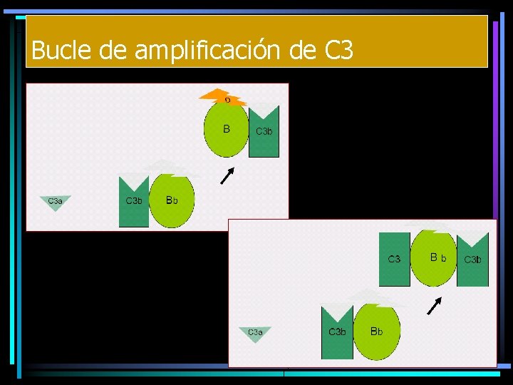 Bucle de amplificación de C 3 Bucle de amplificación de C 3