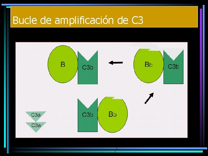 Bucle de amplificación de C 3 Bucle de amplificación de C 3