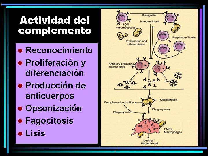 Actividad del complemento Reconocimiento l Proliferación y diferenciación l Producción de anticuerpos l Opsonización Actividad del complemento Reconocimiento l Proliferación y diferenciación l Producción de anticuerpos l Opsonización