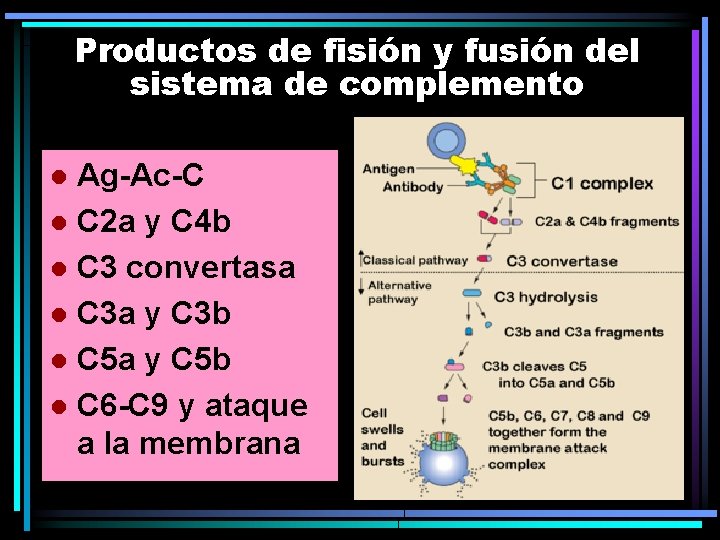 Productos de fisión y fusión del sistema de complemento Ag-Ac-C l C 2 a Productos de fisión y fusión del sistema de complemento Ag-Ac-C l C 2 a