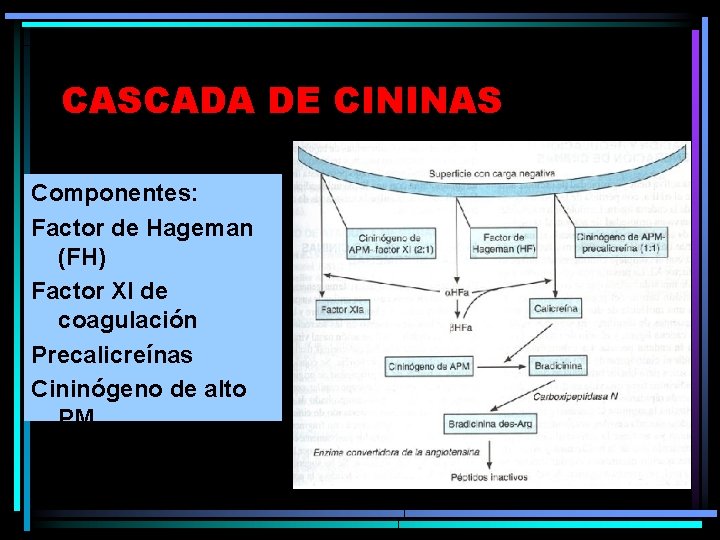 CASCADA DE CININAS Componentes: Factor de Hageman (FH) Factor XI de coagulación Precalicreínas Cininógeno CASCADA DE CININAS Componentes: Factor de Hageman (FH) Factor XI de coagulación Precalicreínas Cininógeno