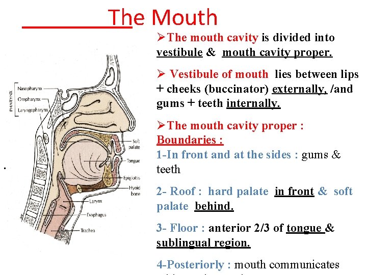 The Mouth ØThe mouth cavity is divided into vestibule & mouth cavity proper. Ø