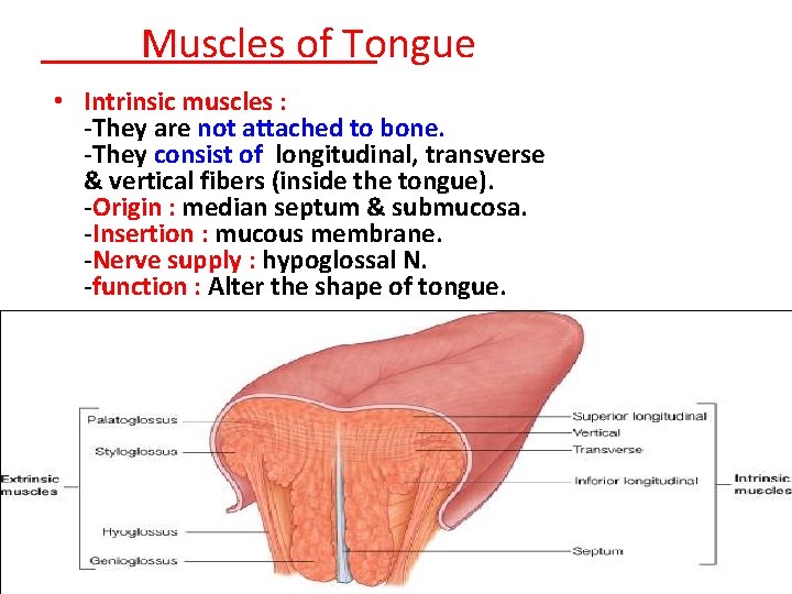 Muscles of Tongue • Intrinsic muscles : -They are not attached to bone. -They