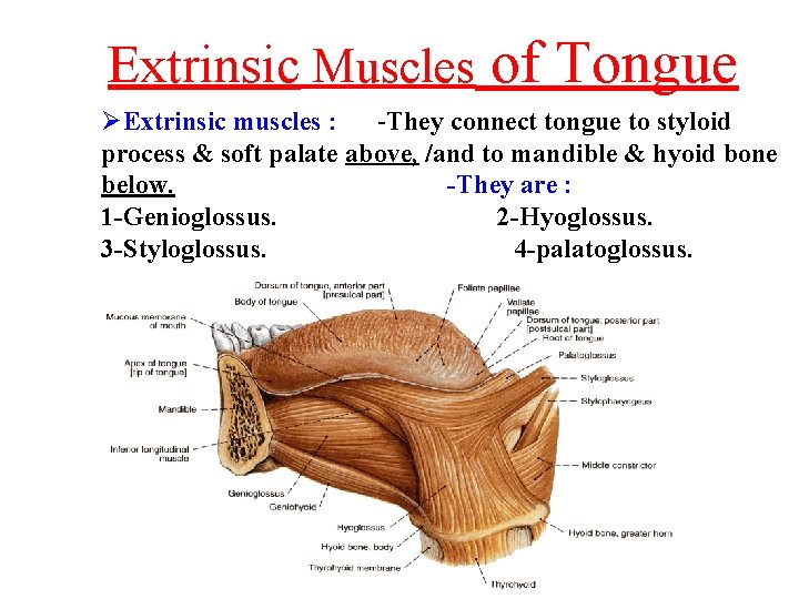 Extrinsic Muscles of Tongue ØExtrinsic muscles : -They connect tongue to styloid process &
