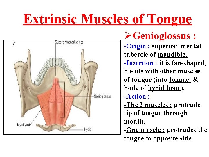 Extrinsic Muscles of Tongue ØGenioglossus : -Origin : superior mental tubercle of mandible. -Insertion