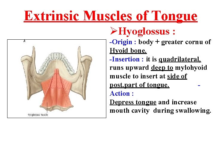 Extrinsic Muscles of Tongue ØHyoglossus : -Origin : body + greater cornu of Hyoid