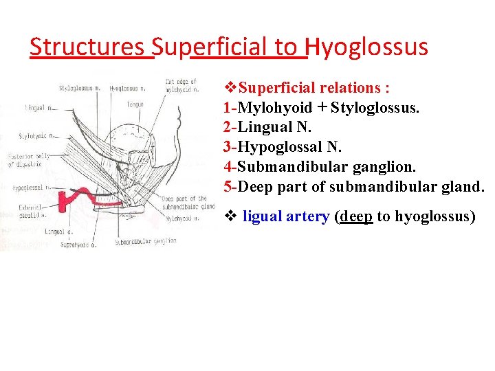 Structures Superficial to Hyoglossus v. Superficial relations : 1 -Mylohyoid + Styloglossus. 2 -Lingual