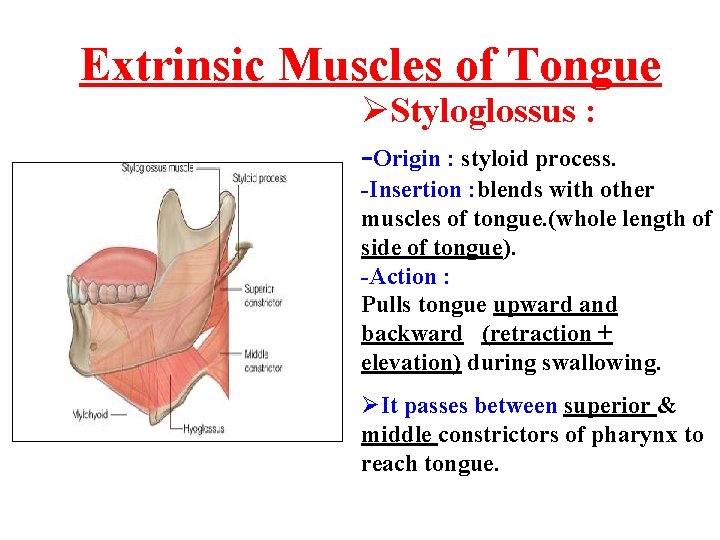 Extrinsic Muscles of Tongue ØStyloglossus : -Origin : styloid process. -Insertion : blends with