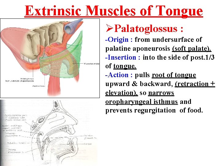 Extrinsic Muscles of Tongue ØPalatoglossus : -Origin : from undersurface of palatine aponeurosis (soft