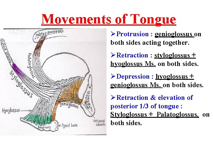 Movements of Tongue ØProtrusion : genioglossus on both sides acting together. ØRetraction : styloglossus