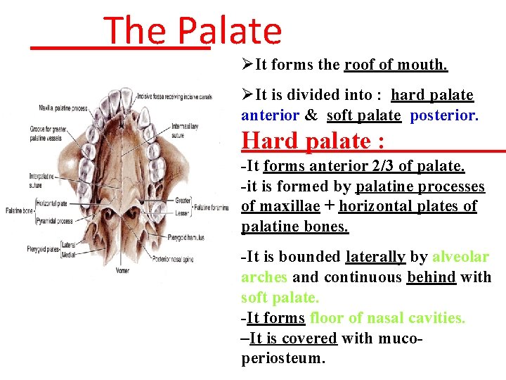 The Palate ØIt forms the roof of mouth. ØIt is divided into : hard