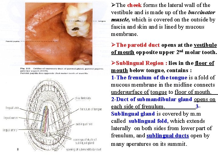 ØThe cheek forms the lateral wall of the vestibule and is made up of