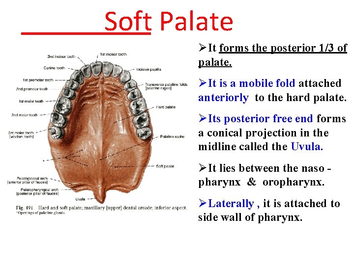 Soft Palate ØIt forms the posterior 1/3 of palate. ØIt is a mobile fold