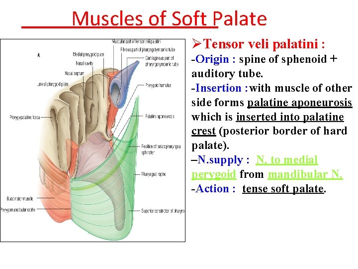 Muscles of Soft Palate ØTensor veli palatini : -Origin : spine of sphenoid +