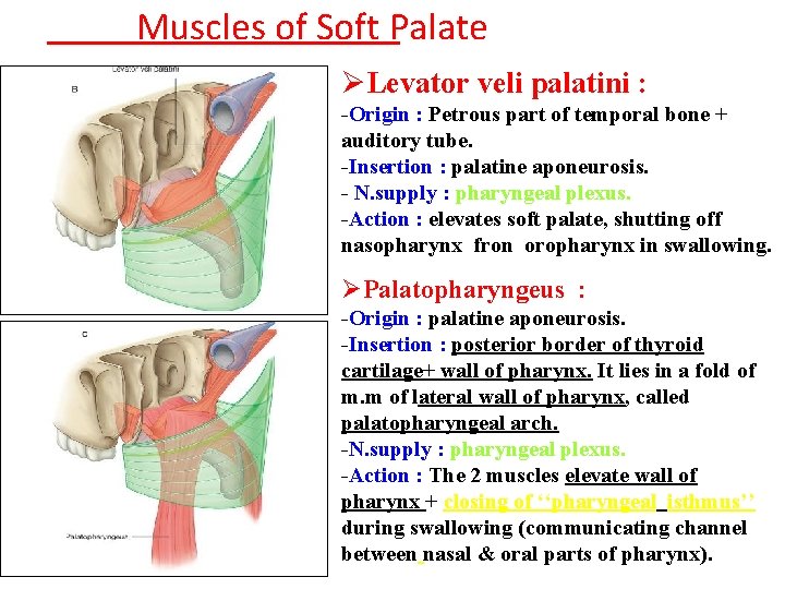 Muscles of Soft Palate ØLevator veli palatini : -Origin : Petrous part of temporal