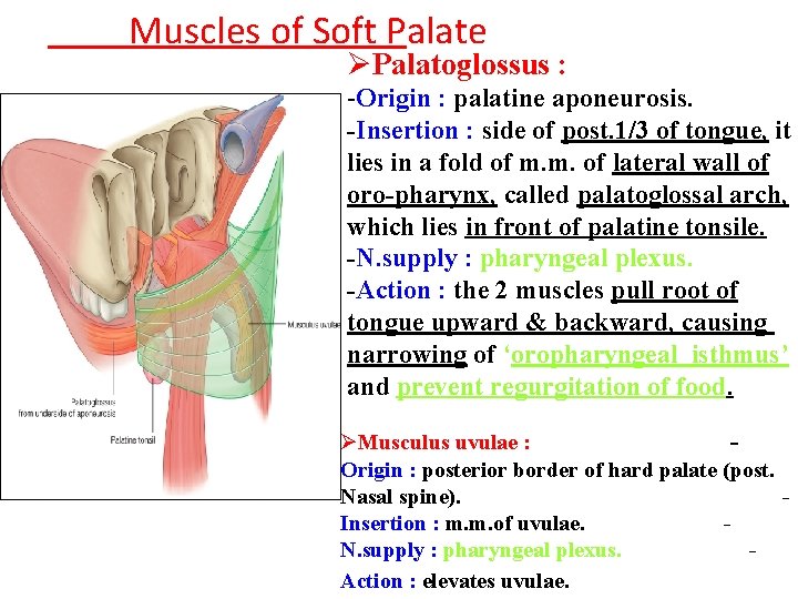 Muscles of Soft Palate ØPalatoglossus : -Origin : palatine aponeurosis. -Insertion : side of