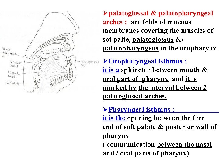 Øpalatoglossal & palatopharyngeal arches : are folds of mucous membranes covering the muscles of