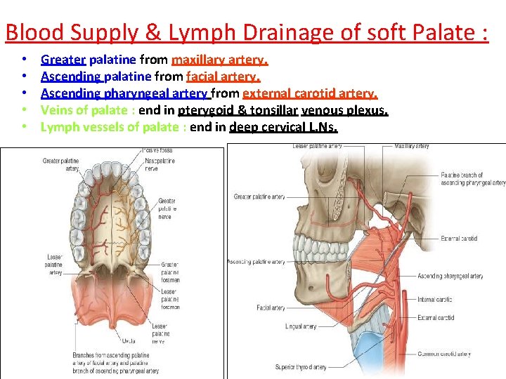 Blood Supply & Lymph Drainage of soft Palate : • • • Greater palatine