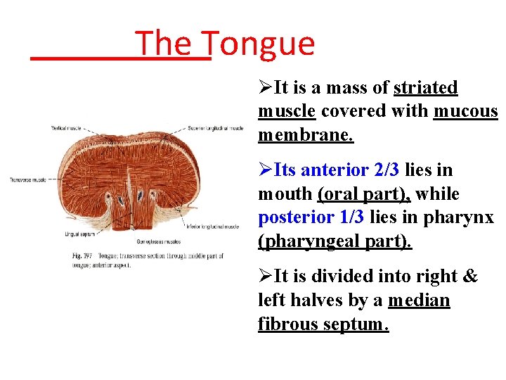 The Tongue ØIt is a mass of striated muscle covered with mucous membrane. ØIts