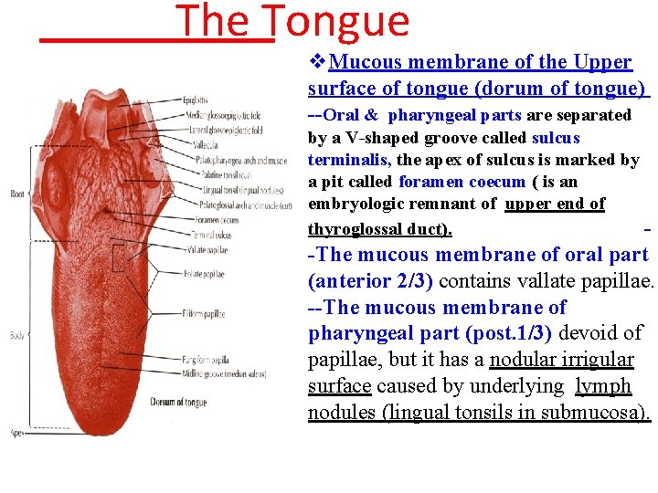 The Tongue v. Mucous membrane of the Upper surface of tongue (dorum of tongue)