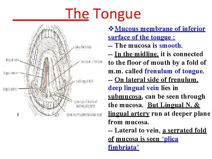 The Tongue v. Mucous membrane of inferior surface of the tongue : -- The