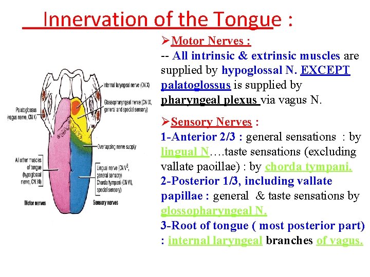 Innervation of the Tongue : (vagus) ØMotor Nerves : -- All intrinsic & extrinsic