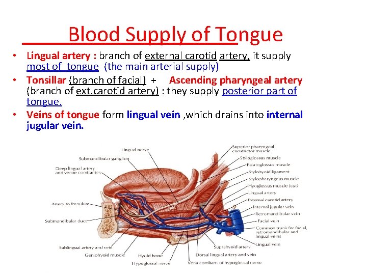 Blood Supply of Tongue • Lingual artery : branch of external carotid artery, it