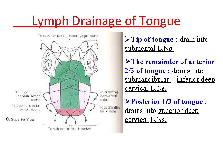 Lymph Drainage of Tongue ØTip of tongue : drain into submental L. Ns. ØThe