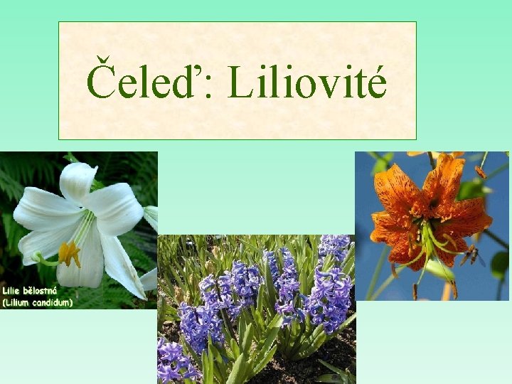 Čeleď: Liliovité 