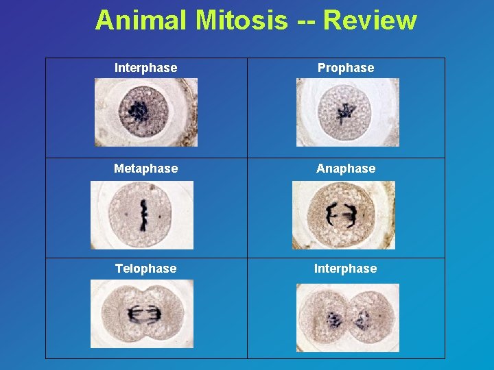 Animal Mitosis -- Review Interphase Prophase Metaphase Anaphase Telophase Interphase 