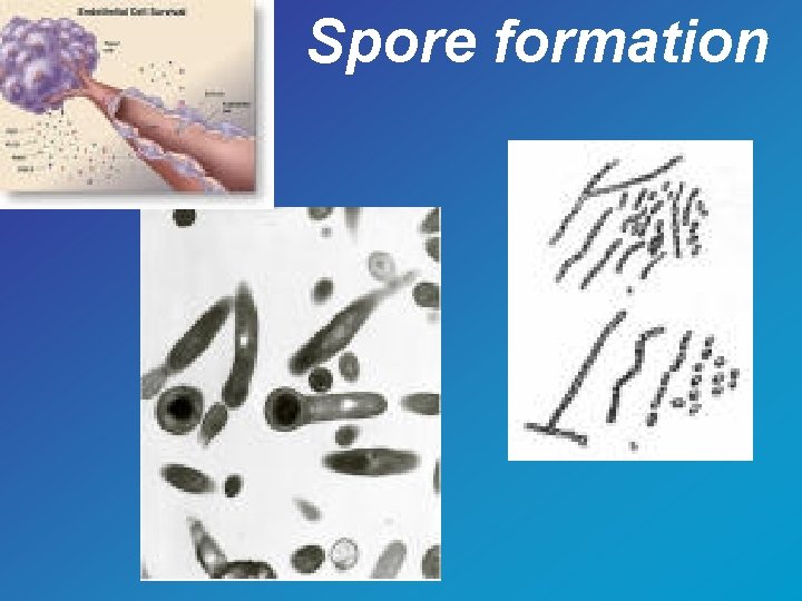 Spore formation 