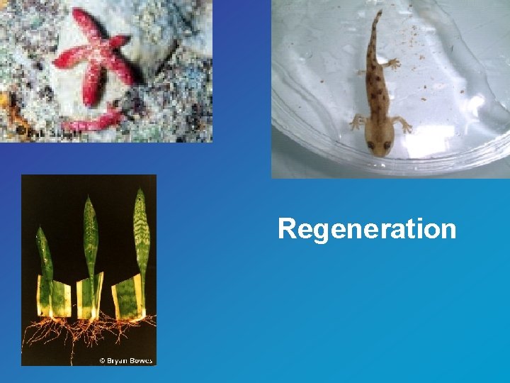 Regeneration 
